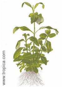 Gymnocoronis spilanthoides