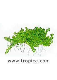 Hemianthus callitrichoides