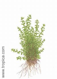 Hemianthus micranthemoides
