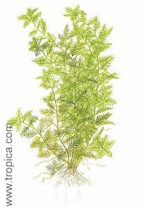Hottonia palustris
