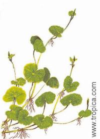 Hydrocotyle leucocephala