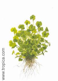 Hydrocotyle sibthorpioides (maritima)
