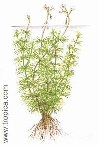 Hydrotriche hottoniiflora