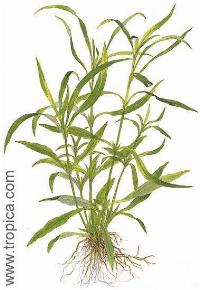 Hygrophila corymbosa "angustifolia"
