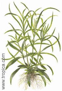 Hygrophila corymbosa "aroma"