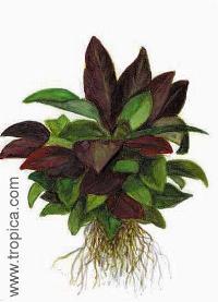 Hygrophila corymbosa "compact"