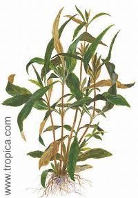 Hygrophila guianensis