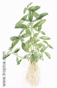 Hygrophila polysperma "big leaf"