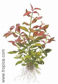 Hygrophila polysperma "rosanervig"