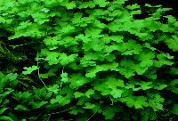Hydrocotyle tripartita