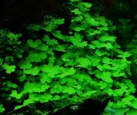 Hydrocotyle tripartita
