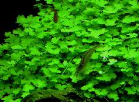 Hydrocotyle tripartita