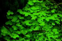 Hydrocotyle tripartita