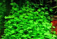 Hydrocotyle tripartita sp. 'Japan' 