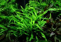 Microsorum pteropus, 'narrow'