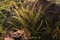 Indisk hygrophila 