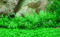 Gratiola viscidula