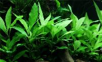 Hygrophila corymbosa, 'siamensis'