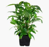 Hygrophila corymbosa, 'siamensis'