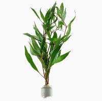 Hygrophila corymbosa