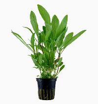 Hygrophila costata