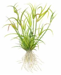 Juncus repens