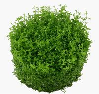 Hemianthus callitrichoides, 'Cuba'