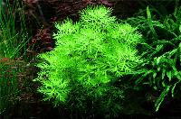 Hottonia palustris