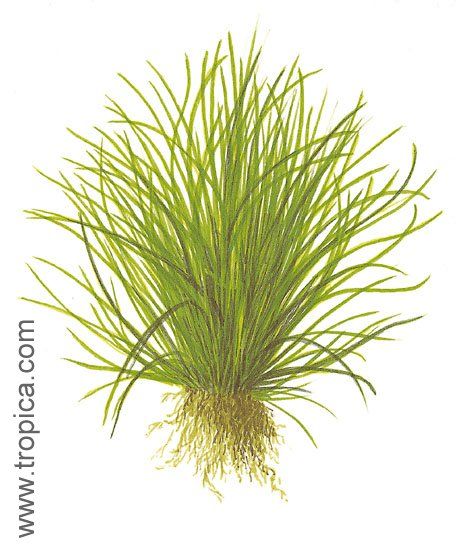 Lilaeopsis mauritiana