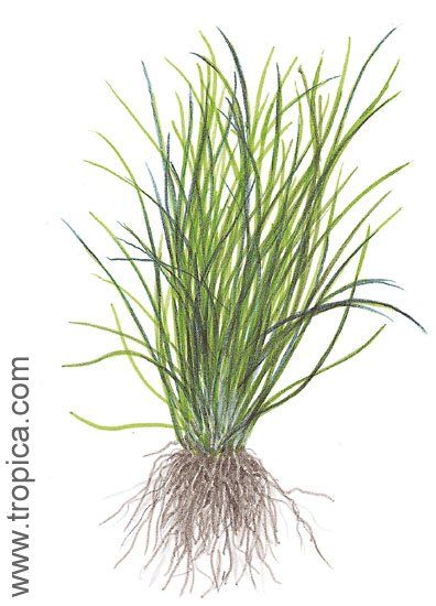 Lilaeopsis novae-zealandiae