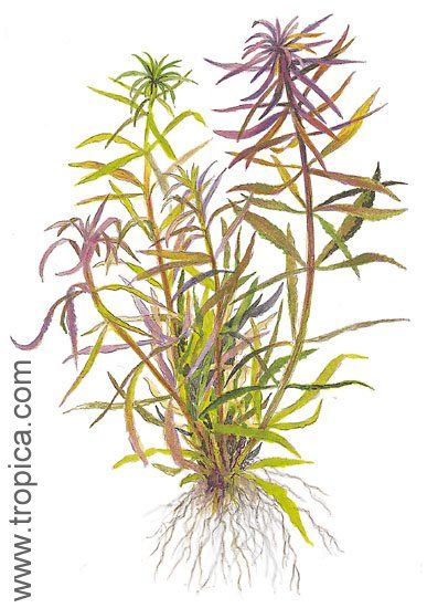 Limnophila aromatica