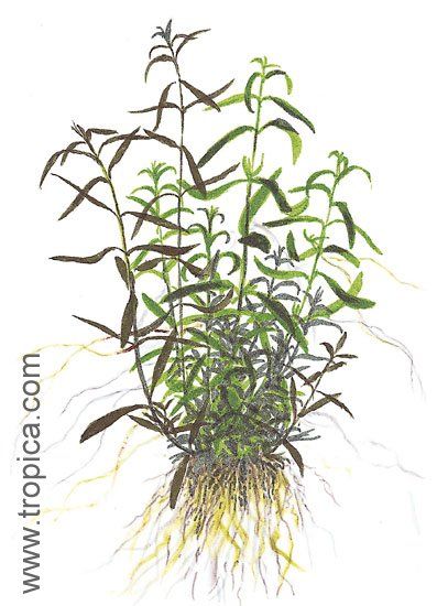 Ludwigia arcuata