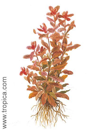 Ludwigia inclinata