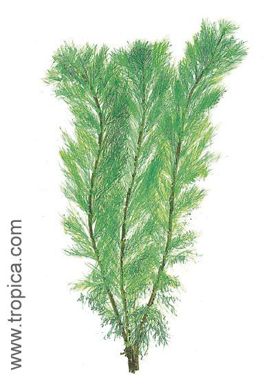 Myriophyllum aquaticum (green)