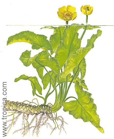 Nuphar japonica