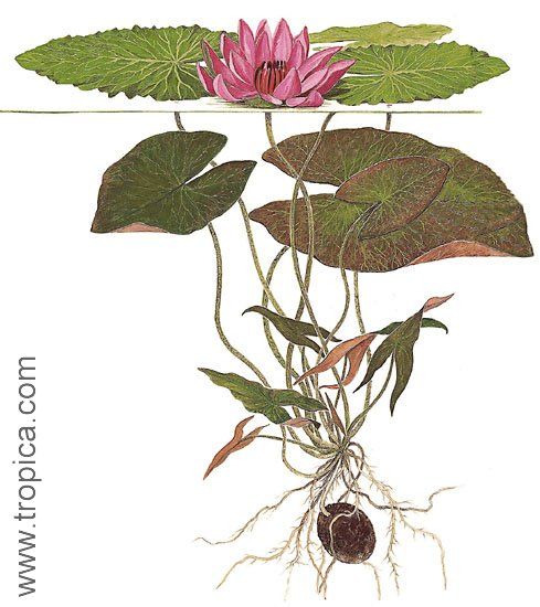 Nymphaea pubescens