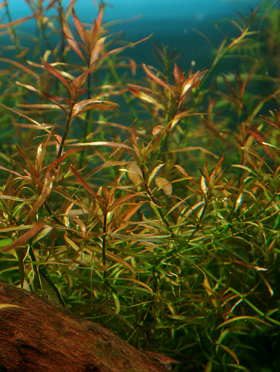 Ludwigia arcuata