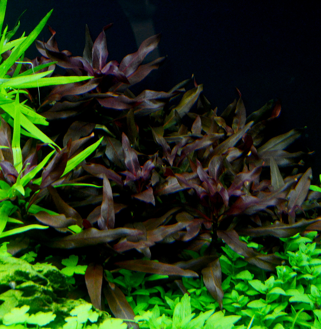 Ludwigia glandulosa