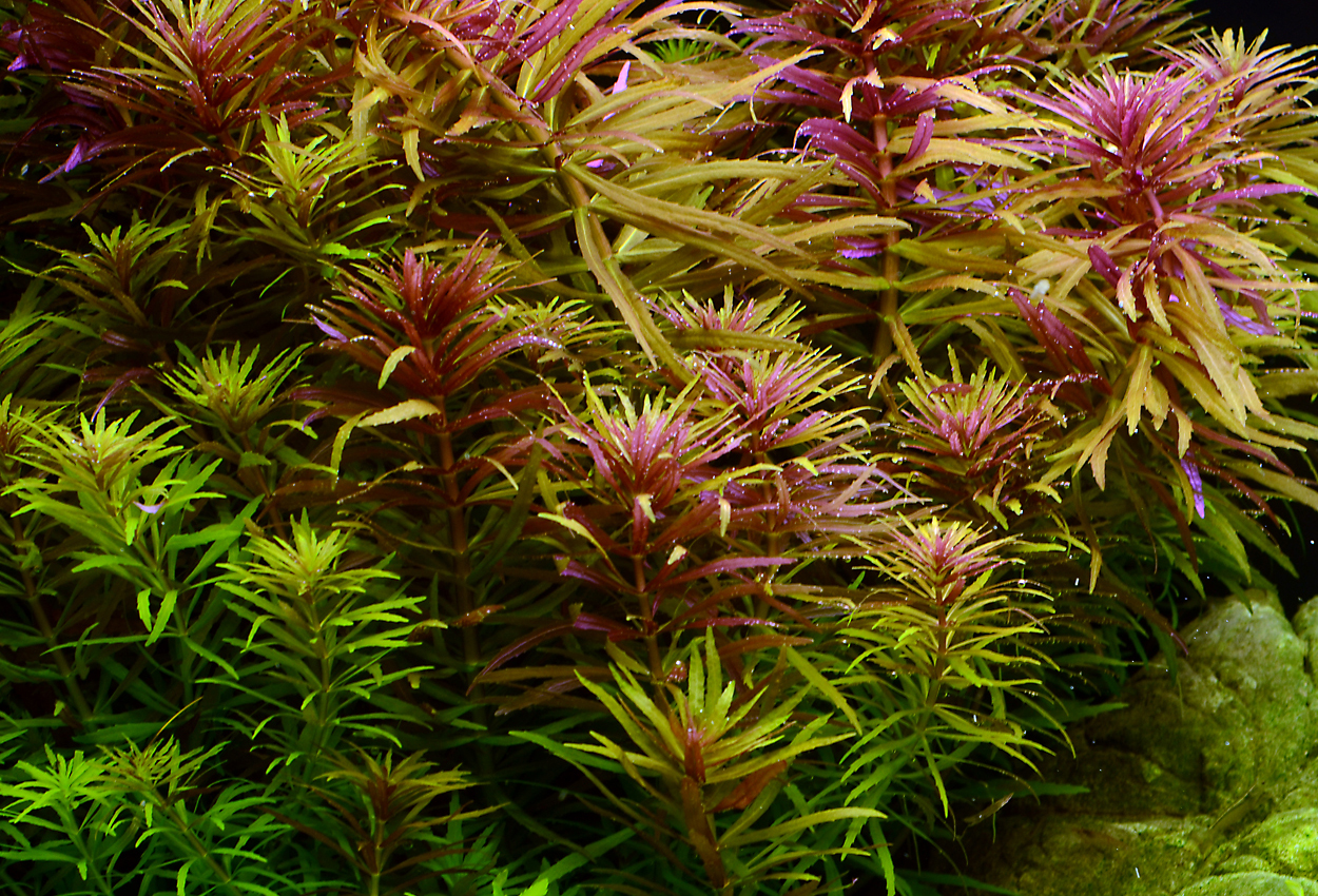 Limnophila hippuroides