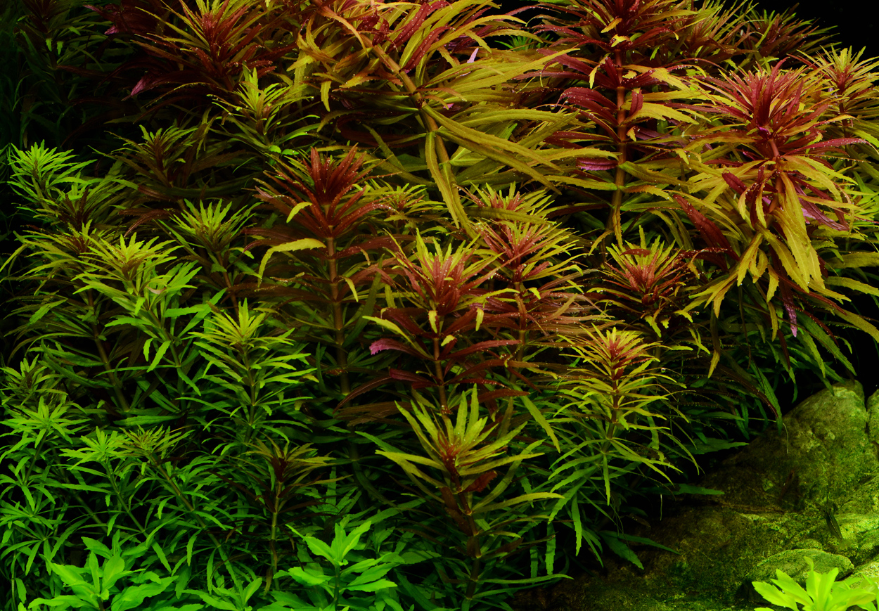 Limnophila hippuroides