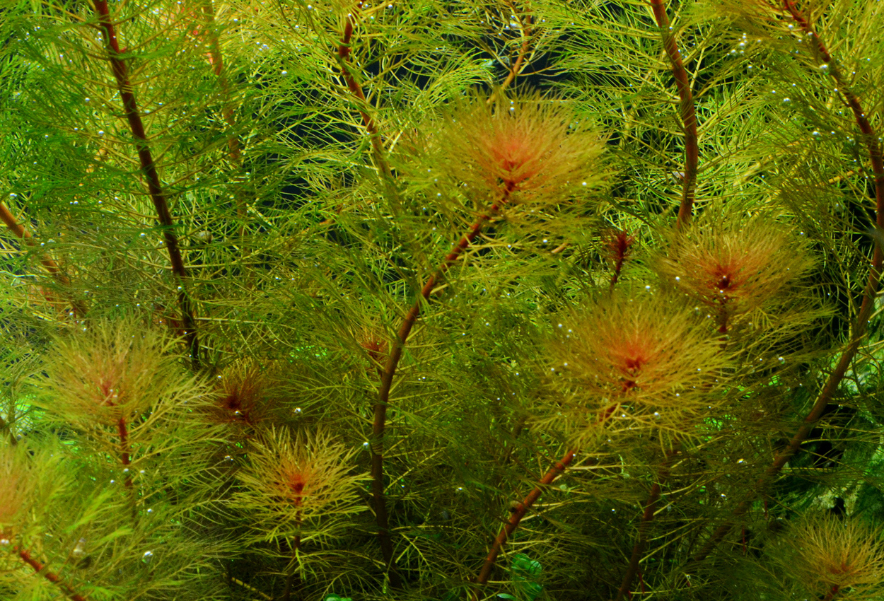 Myriophyllum mattogrossense red