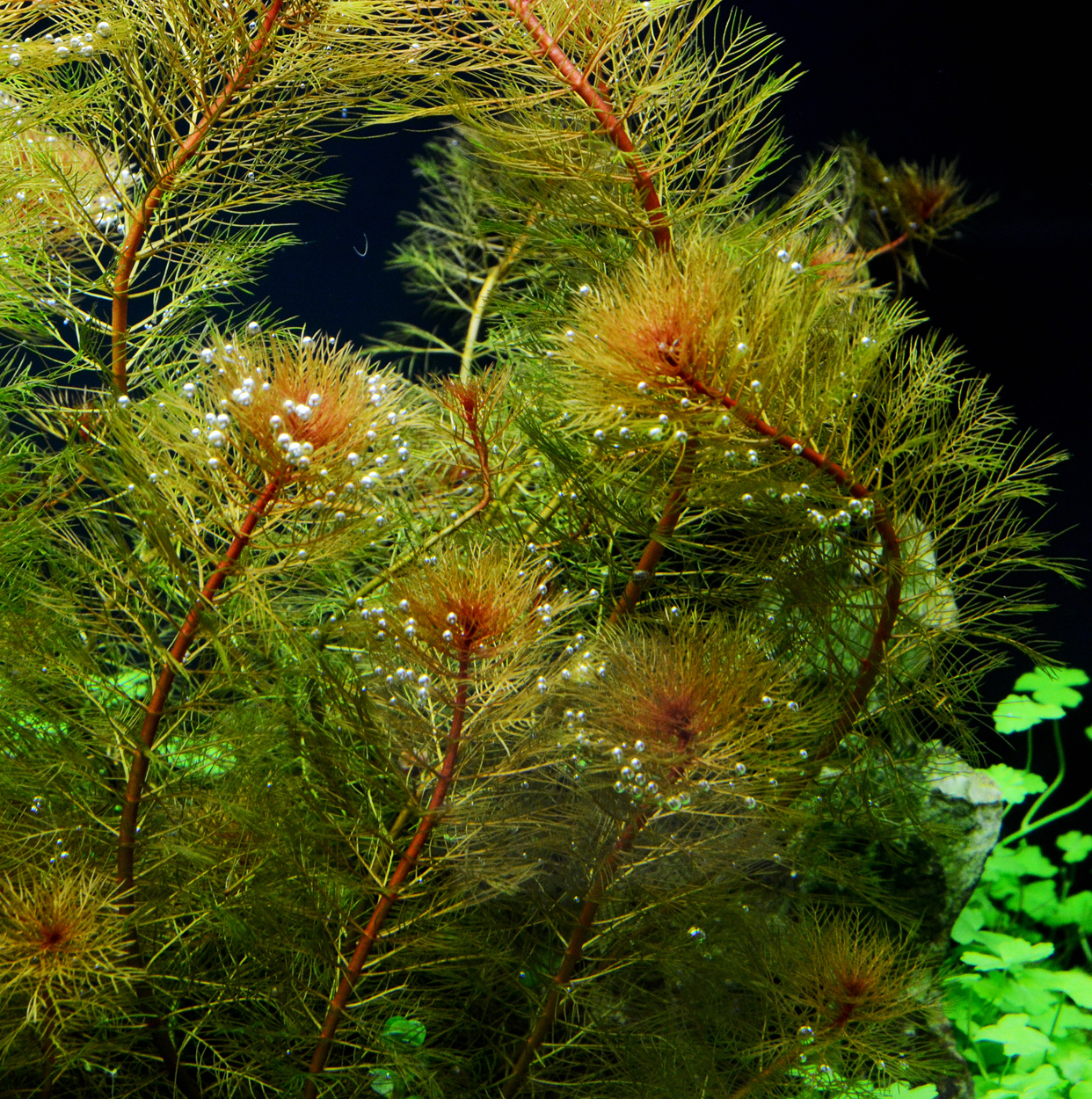 Myriophyllum mattogrossense red