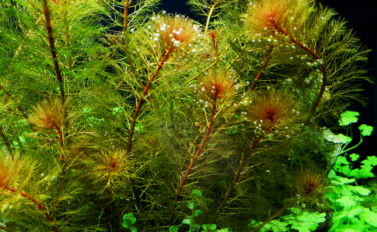 Myriophyllum mattogrossense red