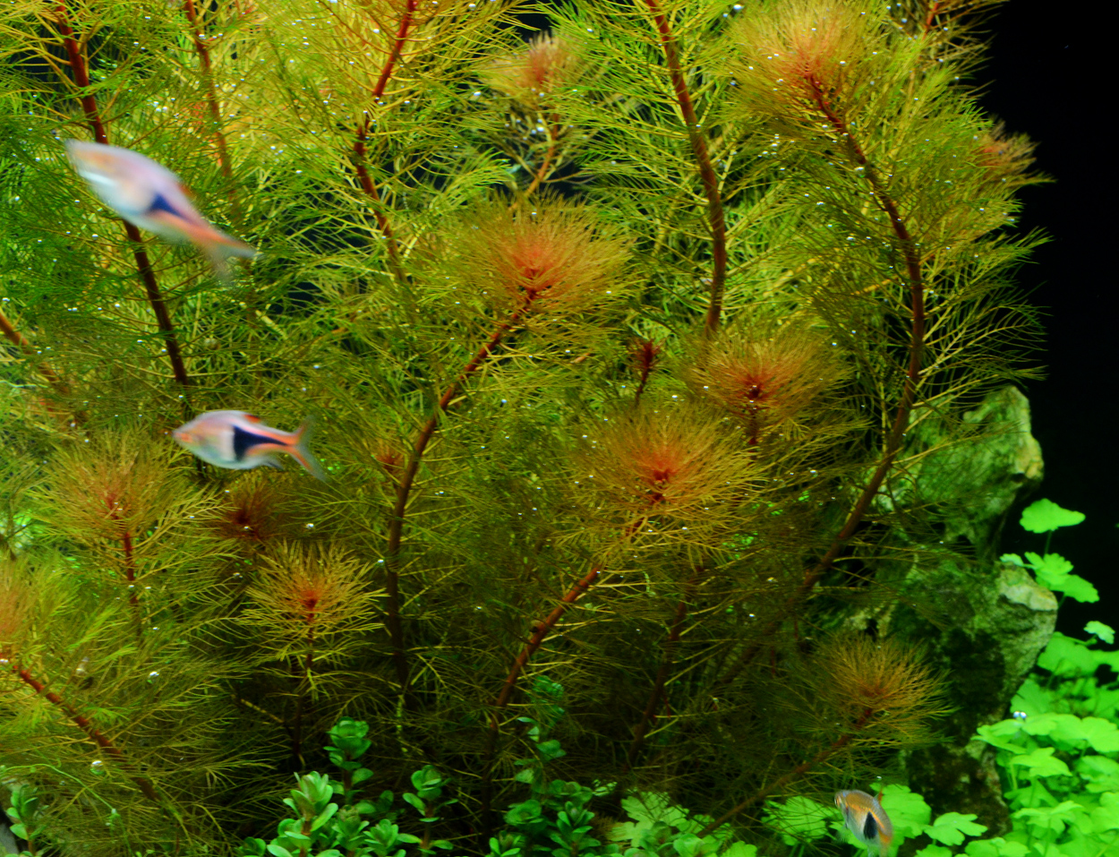 Myriophyllum mattogrossense red
