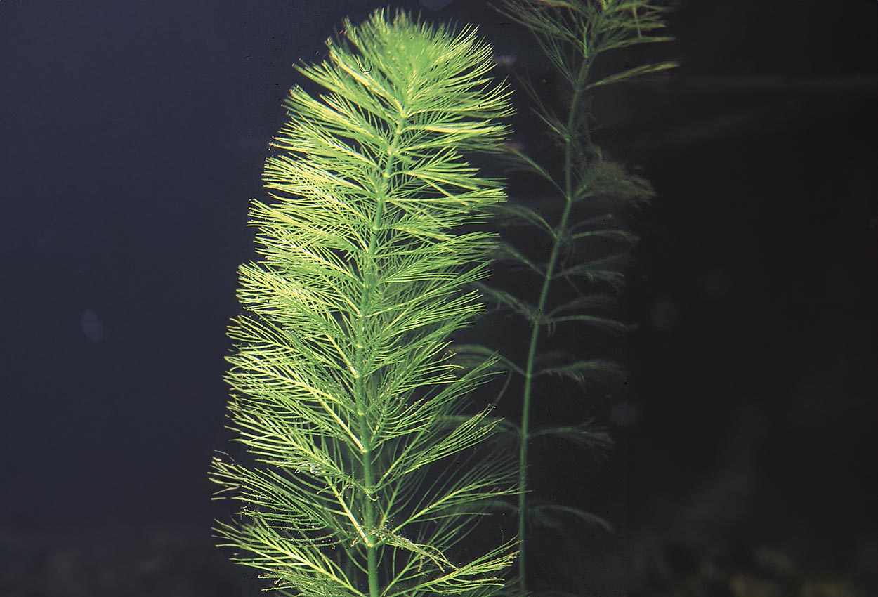Myriophyllum aquaticum