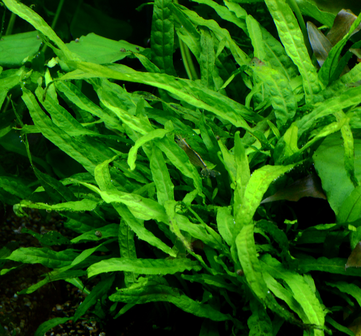 Microsorum pteropus, 'narrow'