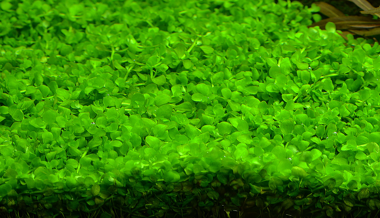 Micranthemum tweediei sp. 'Montecarlo'