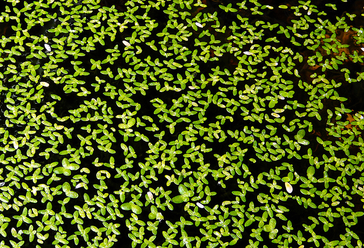 Lemna minor