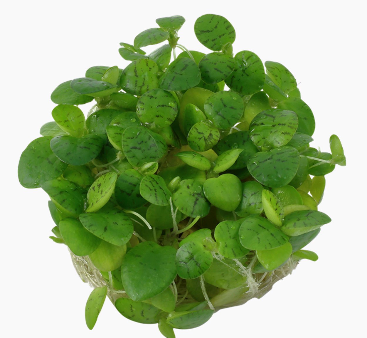 Limnobium laevigatum