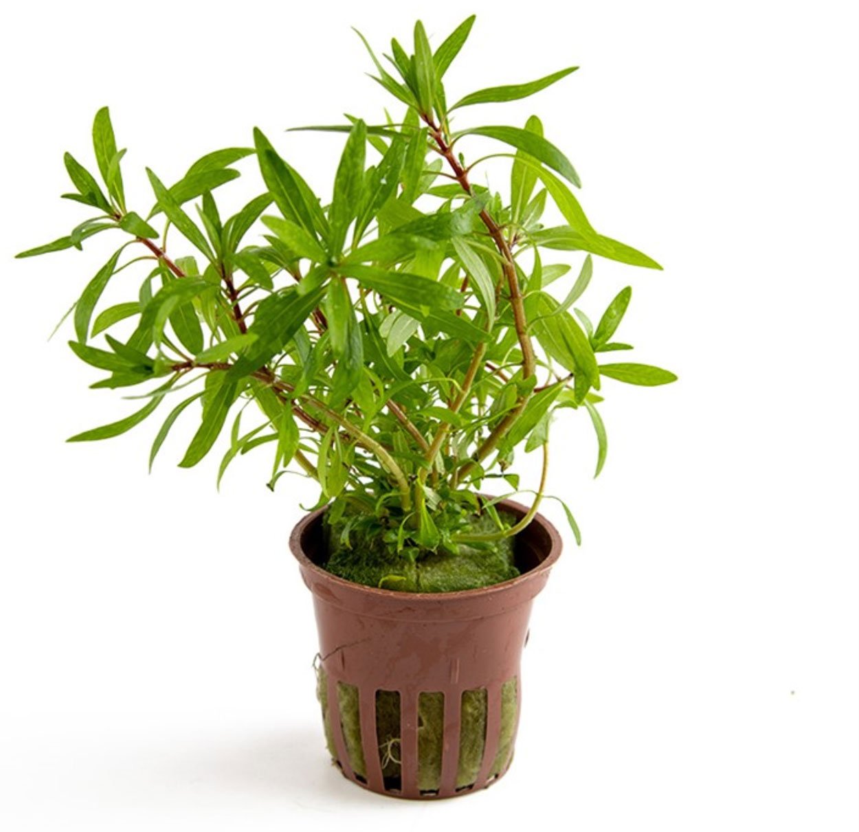 Ludwigia inclinata, 'Cuba'